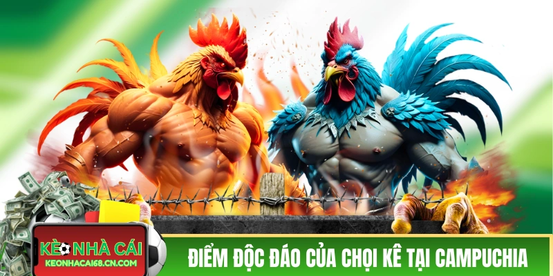 Các điểm độc đáo của chọi kê tại Campuchia