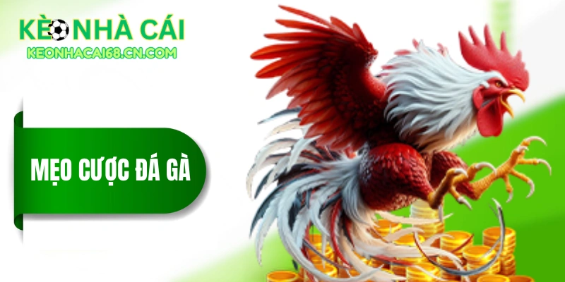 Mẹo Cược Đá Gà - 3 Chiến Thuật Hiệu Quả Trong Thực Tế