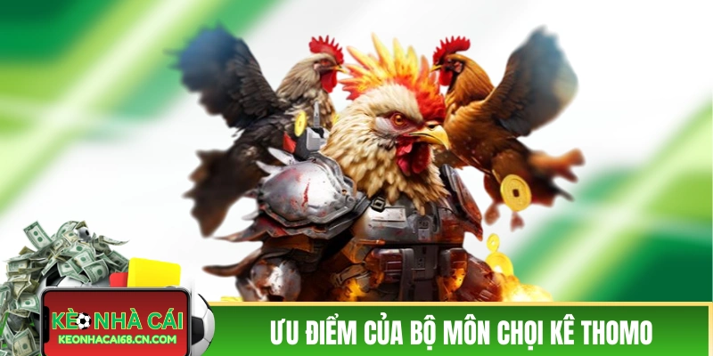 Ưu điểm độc nhất của bộ môn chọi kê Thomo